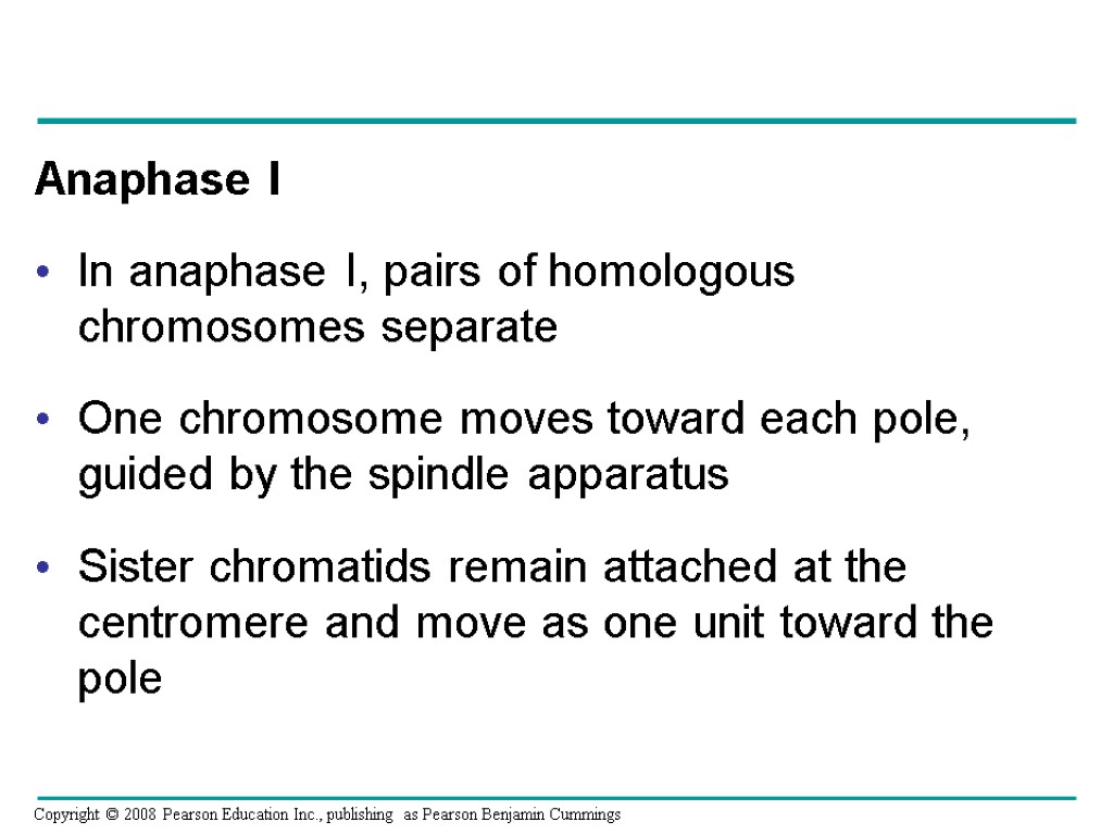 Anaphase I In anaphase I, pairs of homologous chromosomes separate One chromosome moves toward